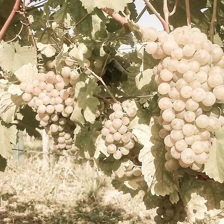 Am Weingut Eisenbock Apartmán *